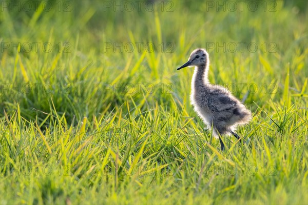 Juvenile black-tailed godwit in wet meadow