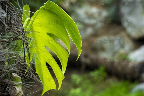 Leaf of the tropical plant Monstera deliciosa in a garden in the Mediterranean