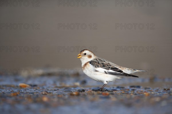 Snow bunting