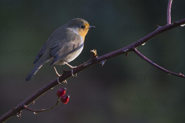 European robin