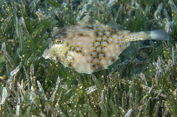 Humpback turretfish