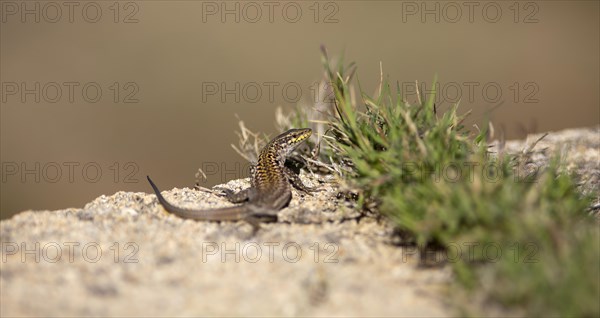 Tyrrhenian wall lizard