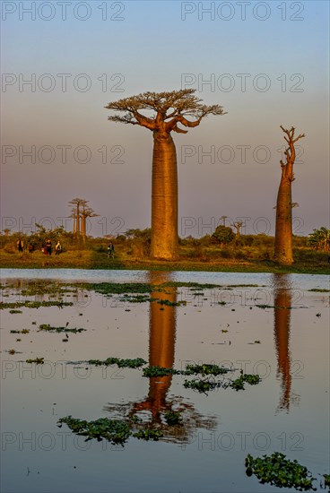 Backlight of the Avenue de Baobabs at sunset near Morondavia