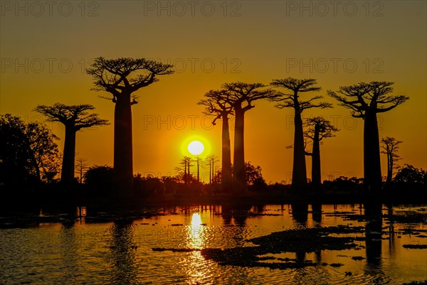 Backlight of the Avenue de Baobabs at sunset near Morondavia