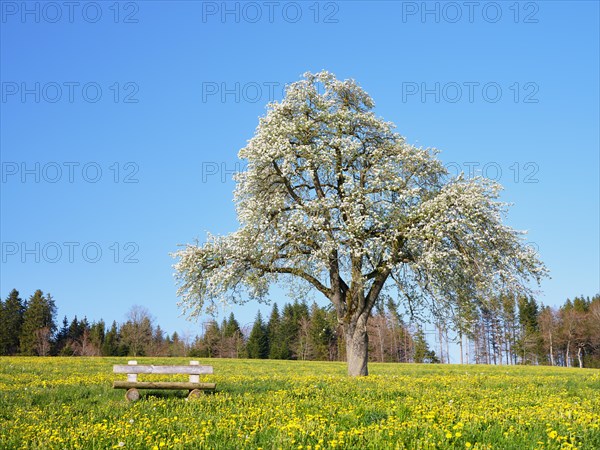 Bench in front of a flowering pear