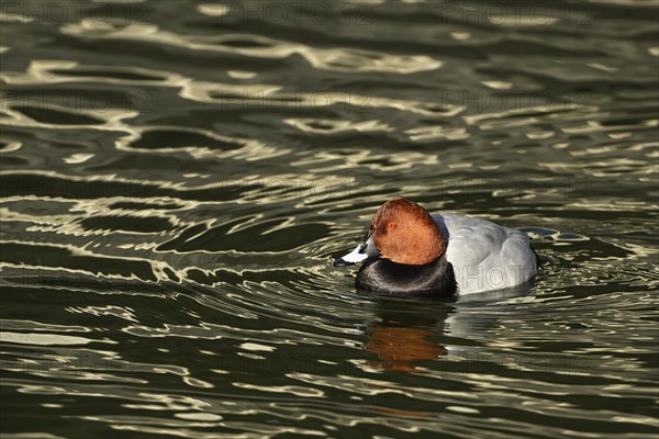 Male common pochard