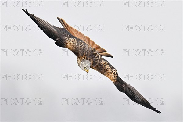 Red kite