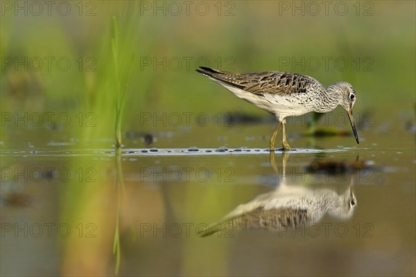 Common greenshank