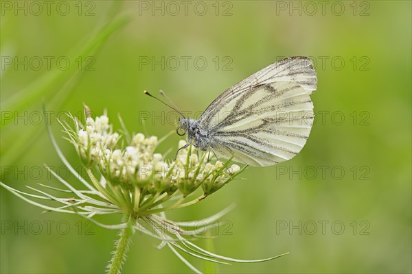 Green-veined white