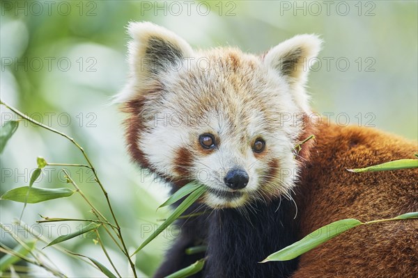 Red panda