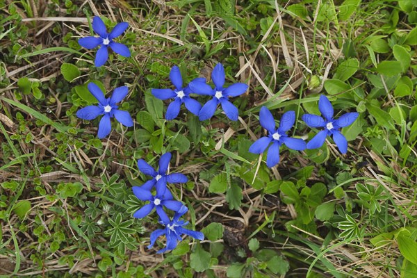 Spring gentian