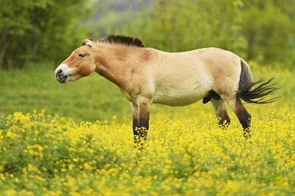 Przewalski's stallion