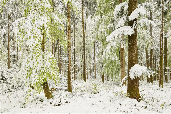 Common beeches