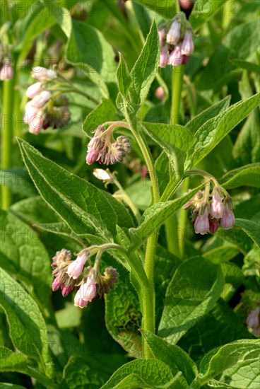 Medicinal plant common comfrey