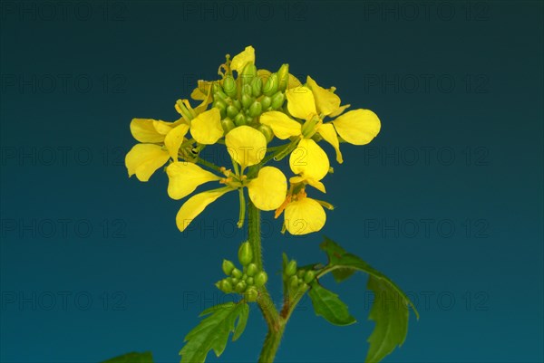 Medicinal plant White mustard