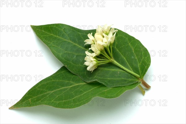 Medicinal plant white swallowwort