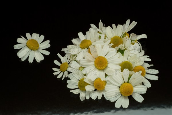 Medicinal plant Chamomile