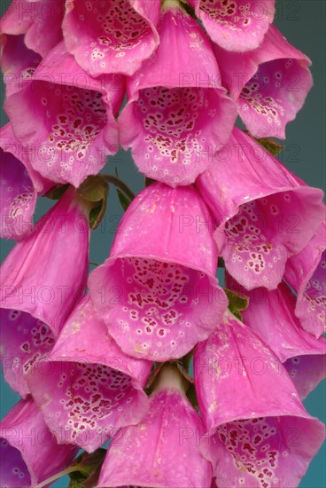 Common foxglove