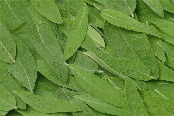 Common sage