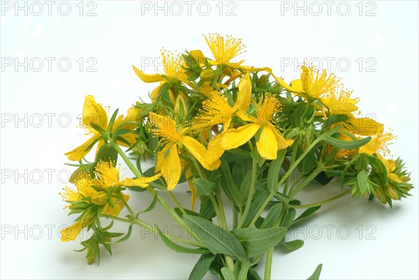 Medicinal plant St. John's wort