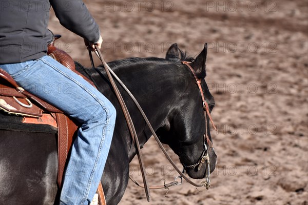 Head and neck of a black American Quarter Horse stallion with bridle and bit during training