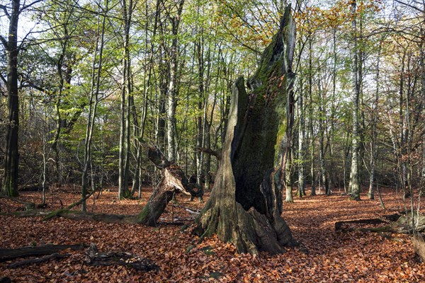 Dead trunk of an old beech in autumn forest