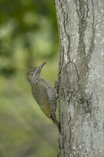 Green woodpecker