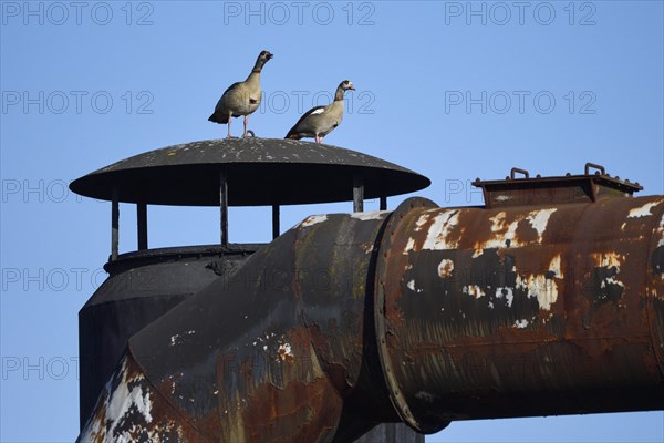 Egyptian goose