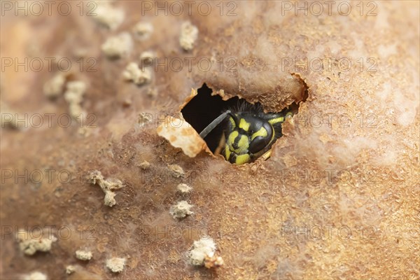 Common wasp