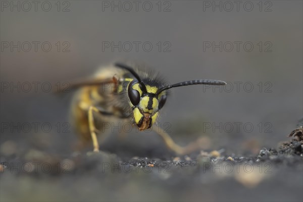 Common wasp