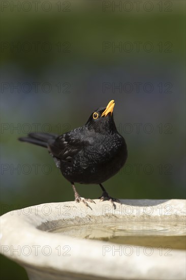 European blackbird