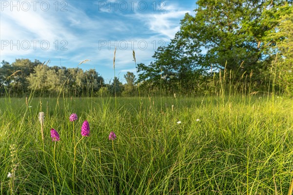 Wild orchids in natural meadow in spring. Alsace