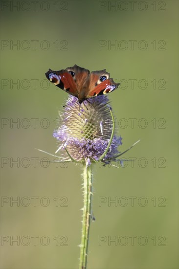 Peacock butterfly