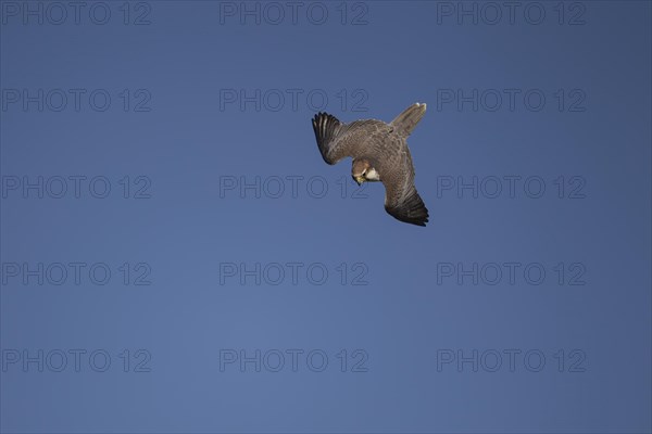 Lanner falcon