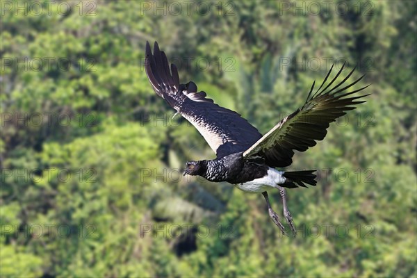 Flying Horned Screamer