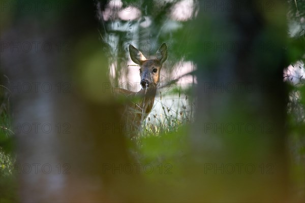 European roe deer