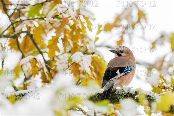 Eurasian jay