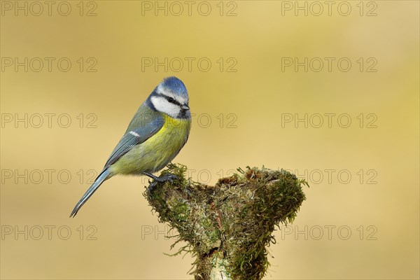 Blue tit
