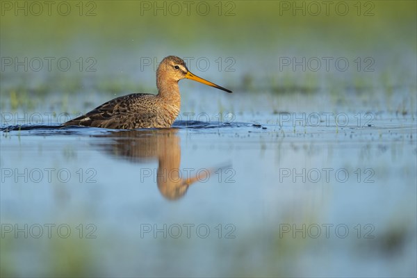 Black-tailed Godwit