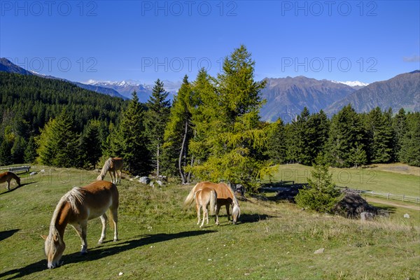 Haflinger