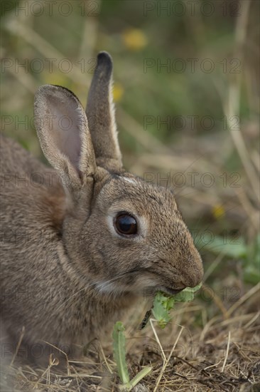 Rabbit