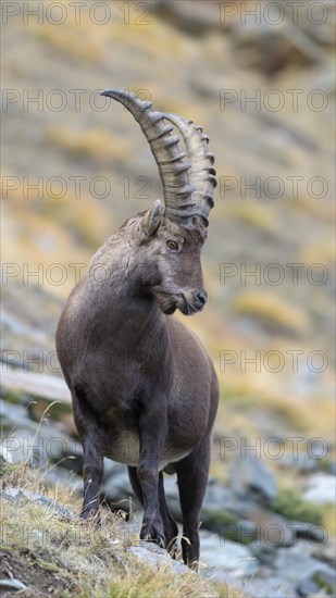 Alpine ibex