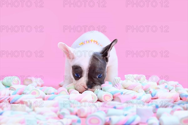Black and white pied French Bulldog dog puppy sniffing marshmallow sweets on pink background
