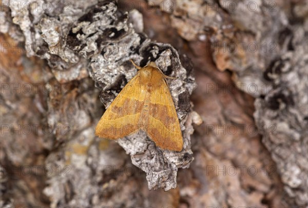 Ochre-yellow ash owl