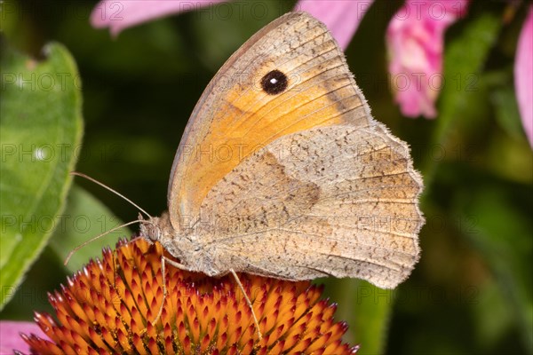 Large bull's eye butterfly with closed wings sitting on orange flower sucking left looking