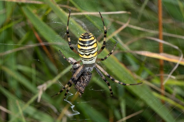 Zebra spider