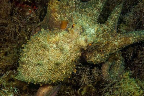 Common octopus