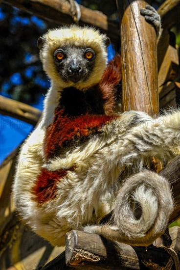 Coquerel-Sifaka