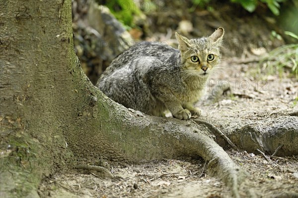 European wildcat