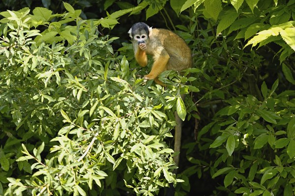 Black-capped squirrel monkey